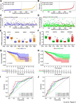 Identification and validation of a novel stress granules-related prognostic model in colorectal cancer